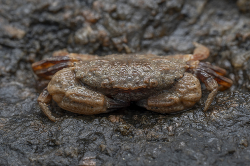 Medaeops granulosus observed 2026-04-05