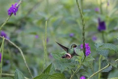 Chioides