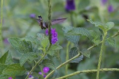 Lophornis adorabilis