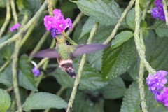 Lophornis adorabilis