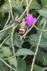Lophornis adorabilis