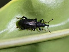 Oreocalus