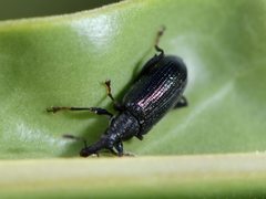 Oreocalus