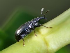 Oreocalus