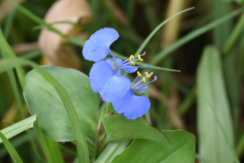 Jio (Commelina benghalensis)