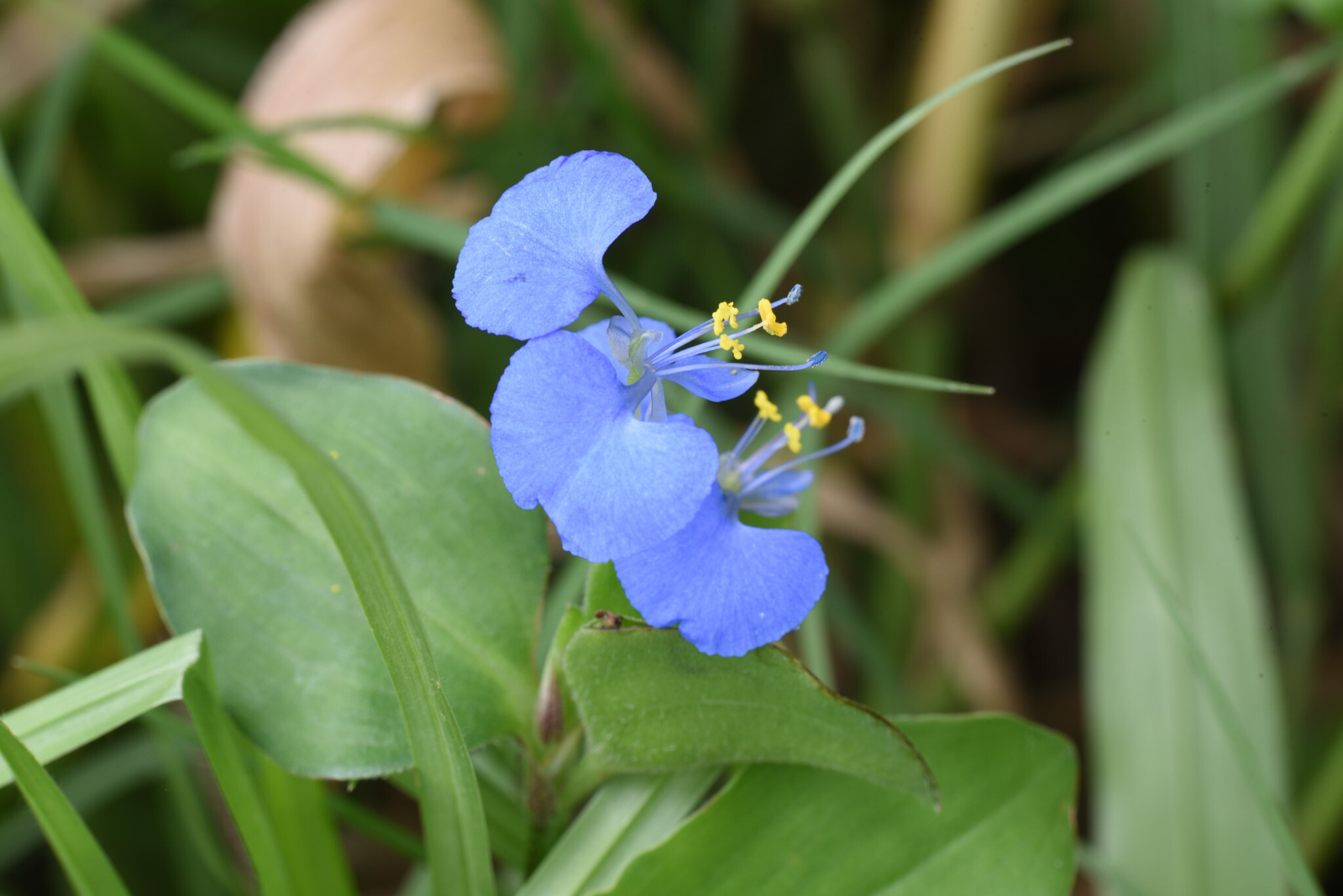 Jio (Commelina benghalensis)