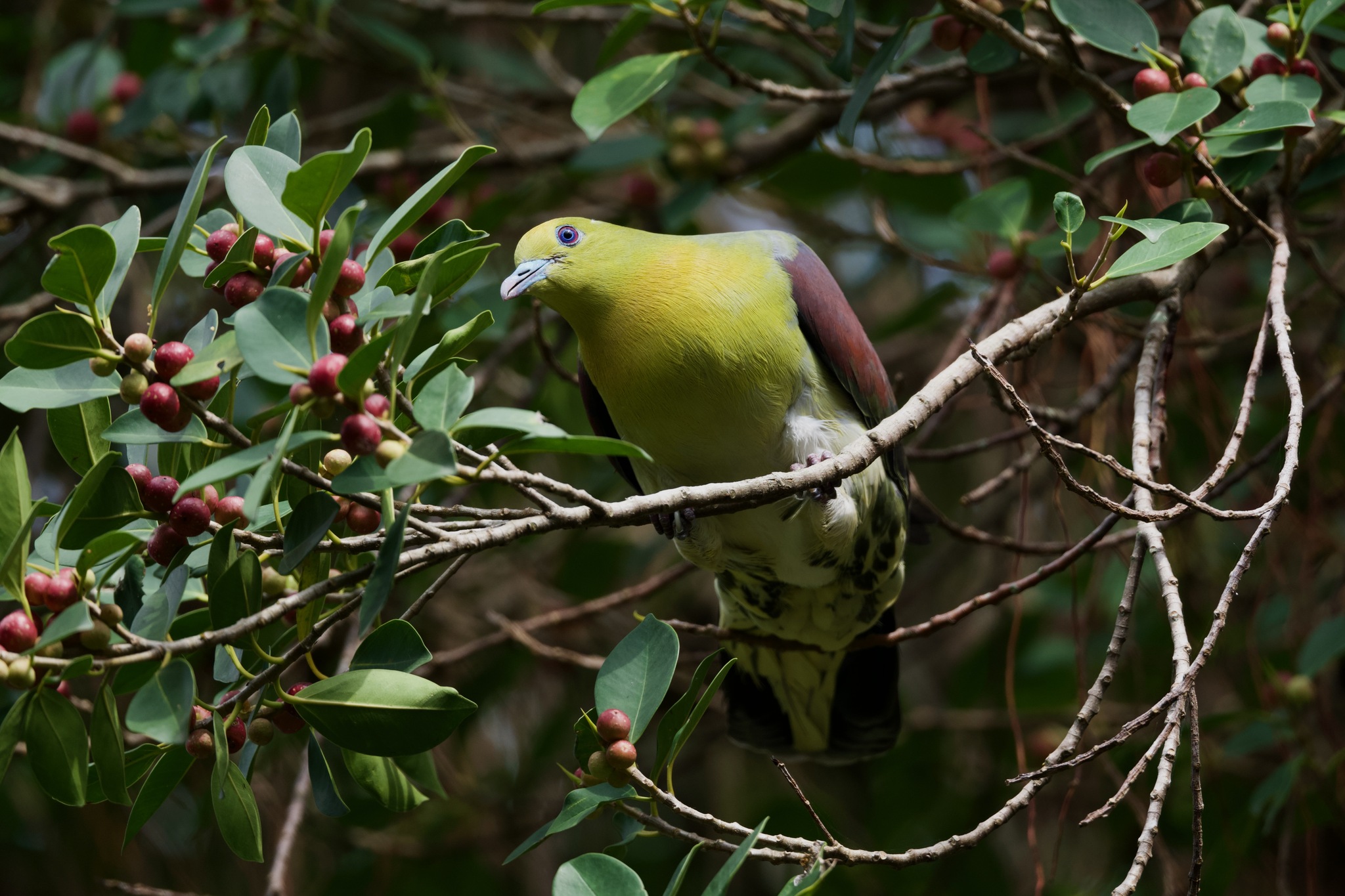 White-bellied Green Pigeon (Treron sieboldii), photo 5