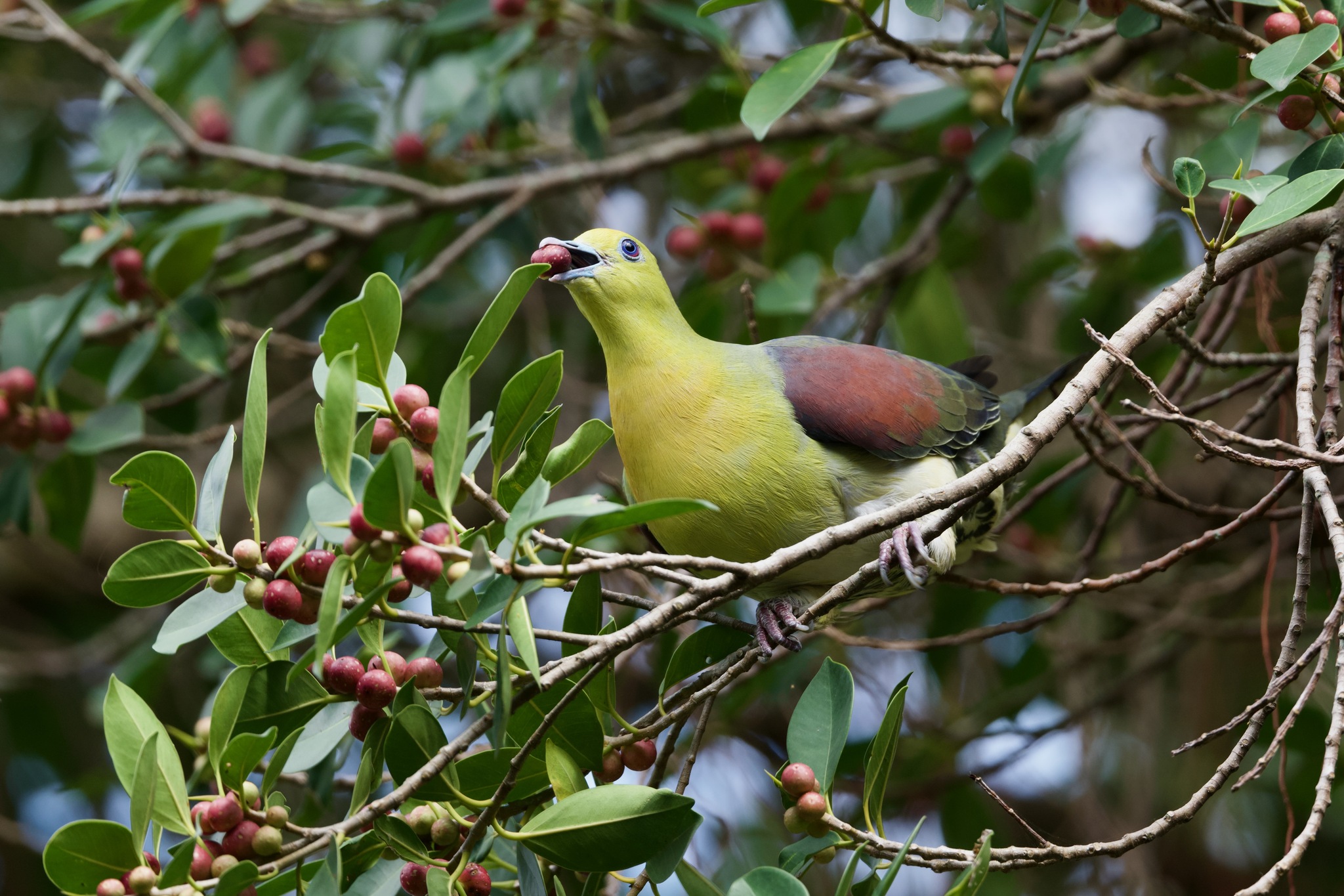 White-bellied Green Pigeon (Treron sieboldii), photo 4