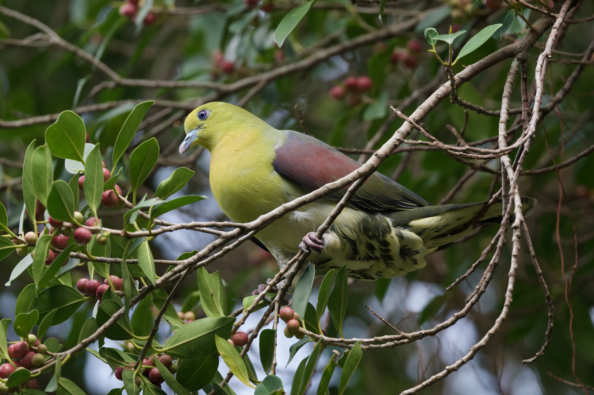White-bellied Green Pigeon (Treron sieboldii), photo 3