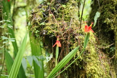 Tigridia orthantha