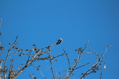 Melanerpes chrysauchen