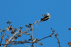 Melanerpes chrysauchen