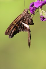Chioides