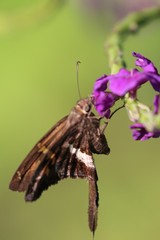 Chioides