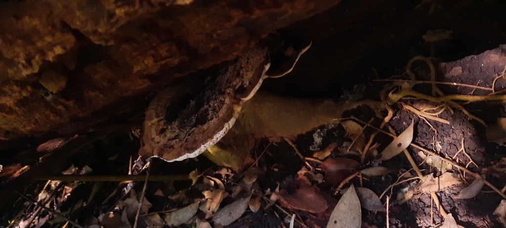 Trametes cubensis · April 2026 · photo: © noeliamedina89 (iNaturalist, cc0)