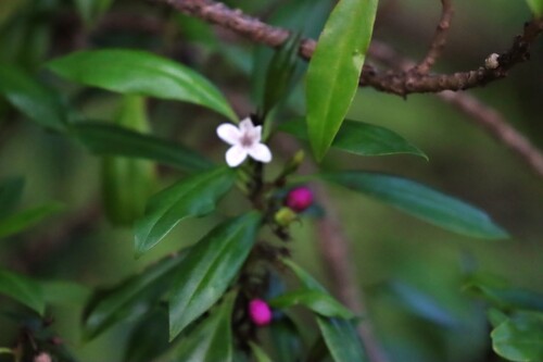 Myoporum obscurum observed 2026-04-05