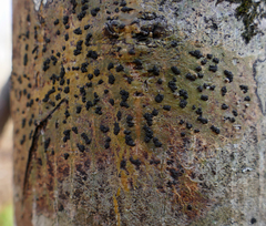 Bathelium carolinianum