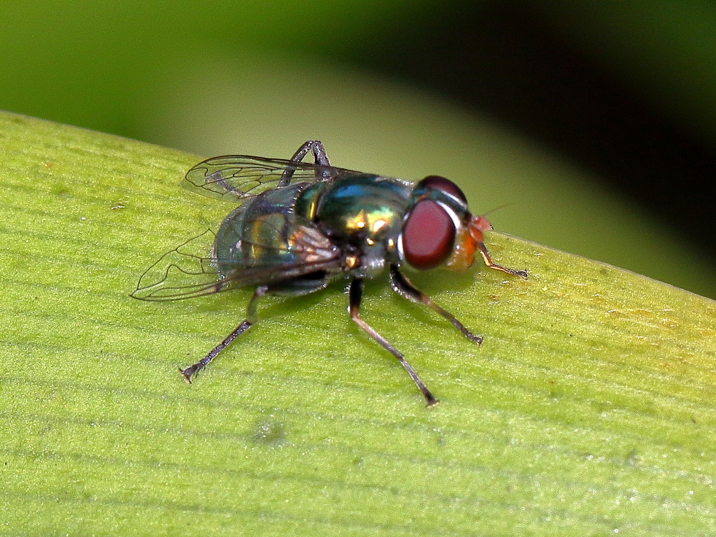 Austalis smaragdi