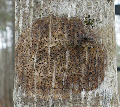 Bathelium carolinianum