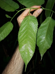 Maclura tinctoria