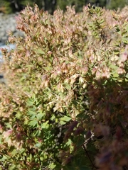 Balbisia gracilis