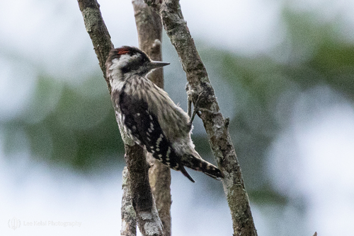 Gray-capped Pygmy Woodpecker