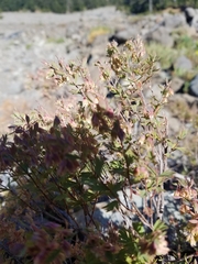 Balbisia gracilis