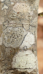 Leiorreuma explicans