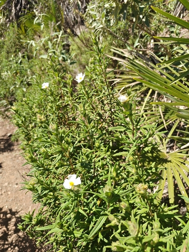Avistamiento Estepa negra (Cistus monspeliensis)