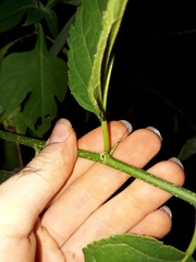 Maclura tinctoria