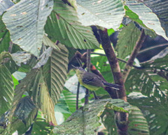 Herpsilochmus axillaris