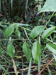Maclura tinctoria