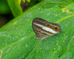 Euptychoides albofasciata
