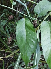 Maclura tinctoria