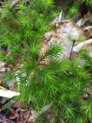 Dendroligotrichum dendroides