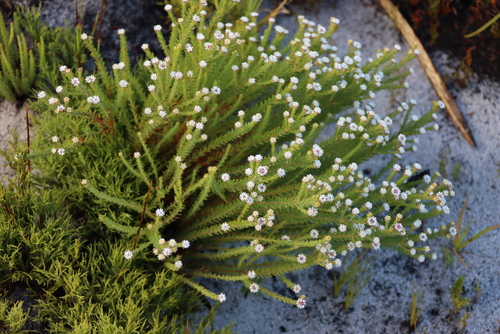 Mini Diamondeyes (Staavia radiata)