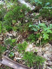 Dendroligotrichum dendroides