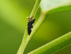 Enchenopa lanceolata