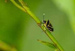 Mormidea triangularis