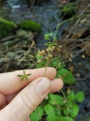 Adenocaulon chilense