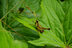 Eucosmetacris cingulata