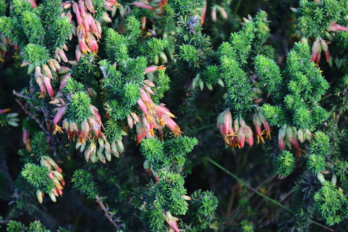 Red Hanging Heath (Erica coccinea)