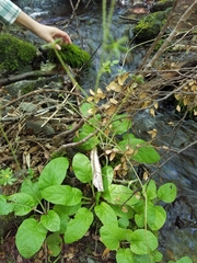 Adenocaulon chilense