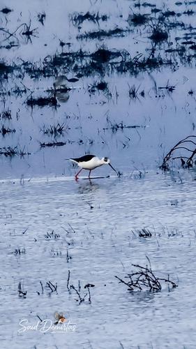 iNaturalist: (c) Said Demirtaş, some rights reserved (CC BY-NC), uploaded by Said Demirtaş iNaturalist image