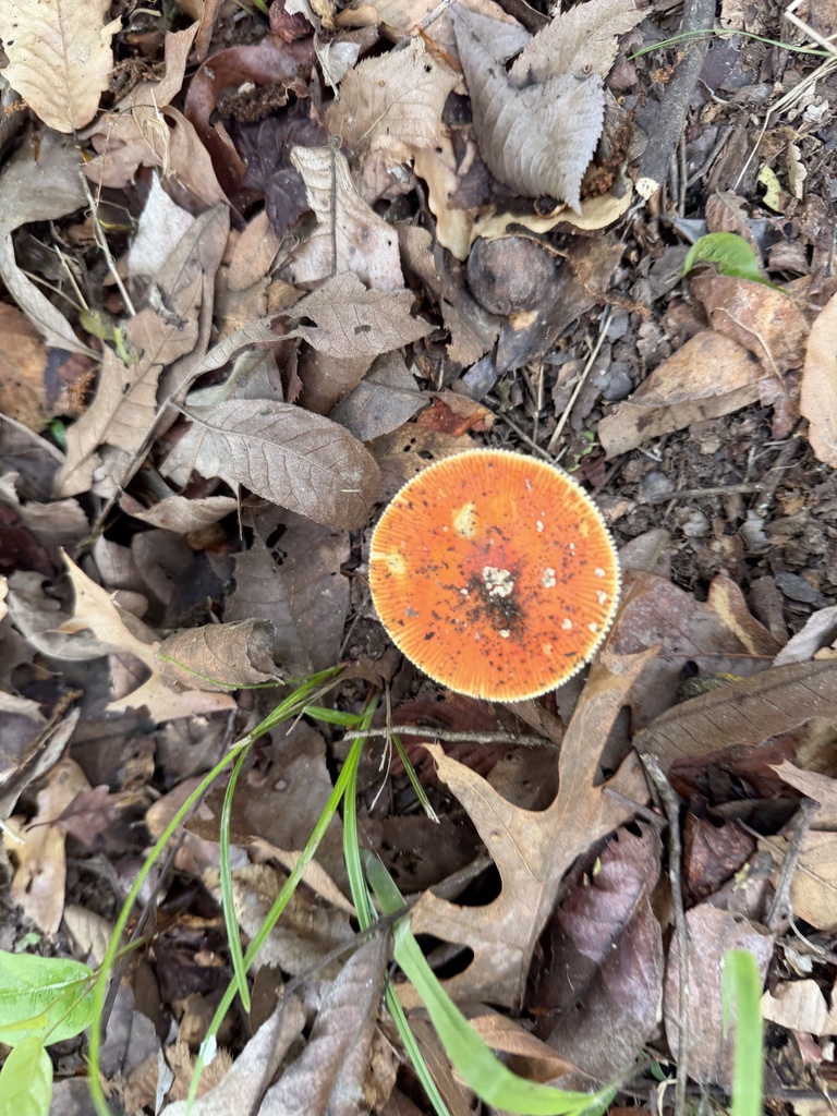 Amanita parcivolvata