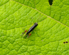 Liebermannacris dorsualis