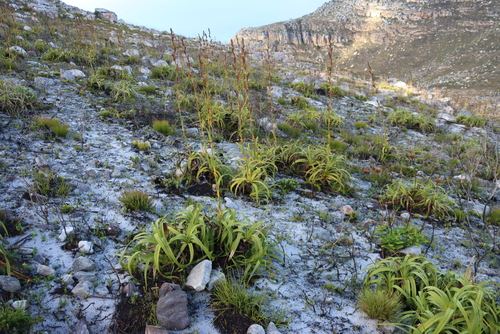Bergpalmiet (Tetraria thermalis)