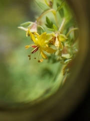 Balbisia gracilis