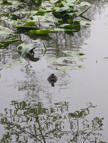 iNaturalist: (c) munyan, some rights reserved (CC BY-NC), uploaded by munyan iNaturalist image