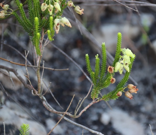 Erica urna-viridis, photograph 4